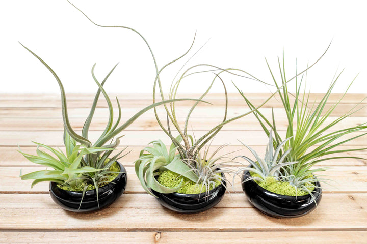 Fully Assembled Tillandsia Air Plant Garden in Black Glazed Dish