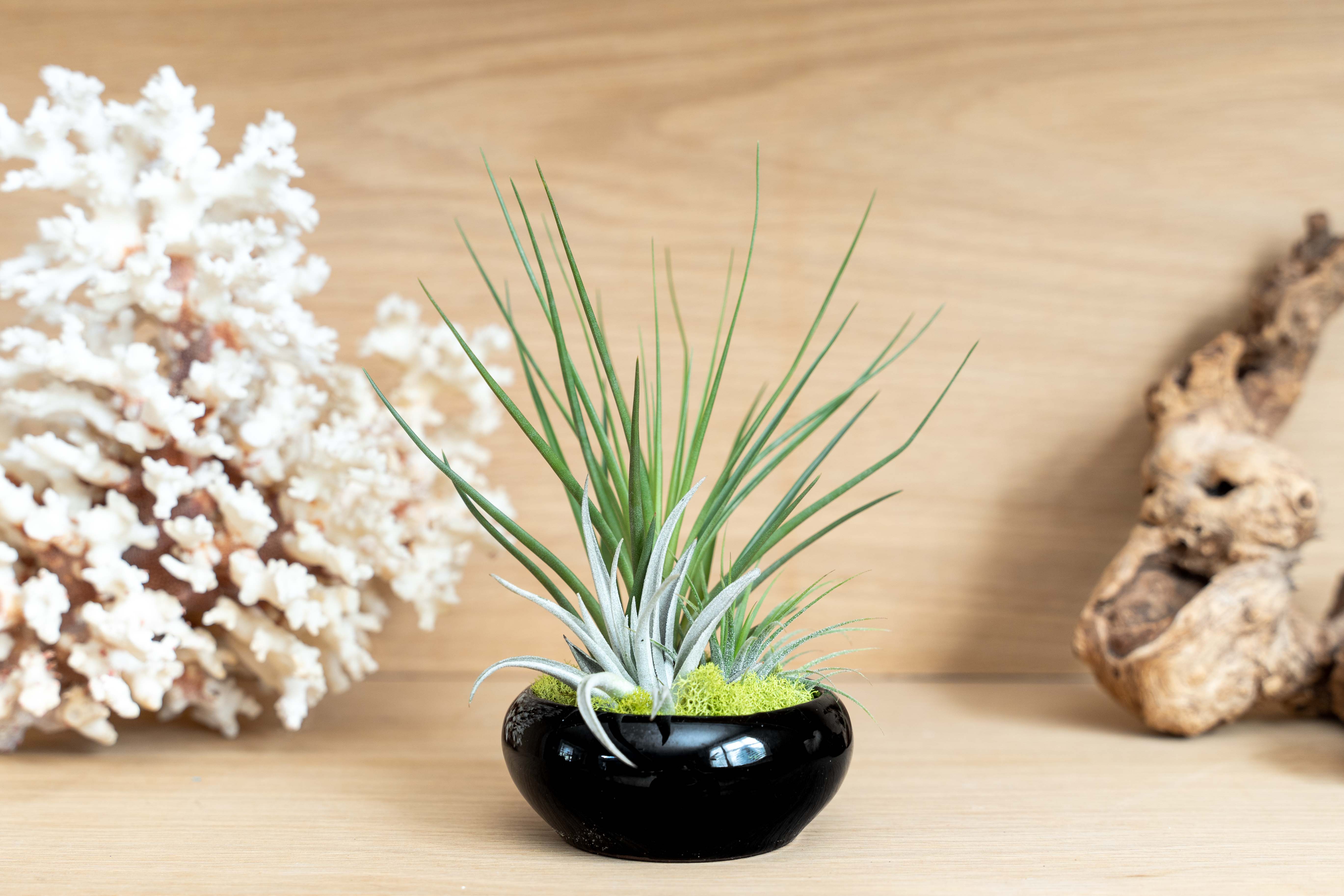 Wholesale Assembled Tillandsia Air Plant Garden in Black Glazed