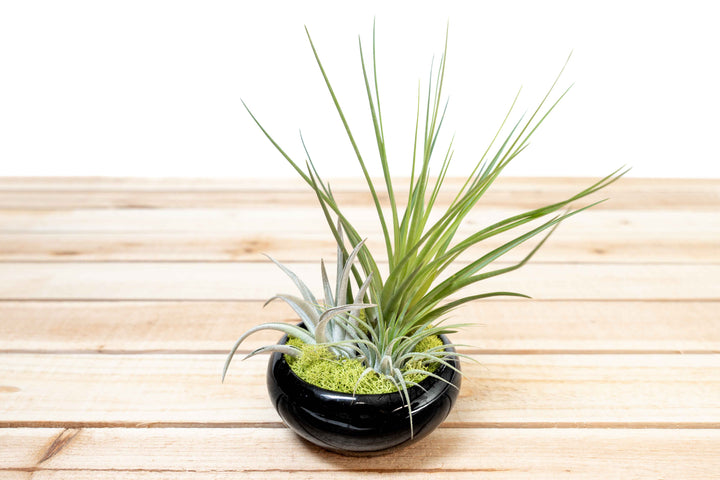 Fully Assembled Tillandsia Air Plant Garden in Black Glazed Dish