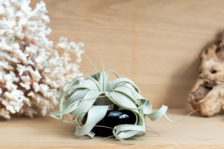 Wholesale: Mini Black Glazed Tillandsia Air Plant Dish [Min Order 12]