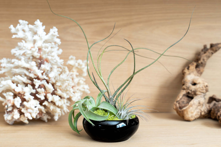 Fully Assembled Tillandsia Air Plant Garden in Black Glazed Dish