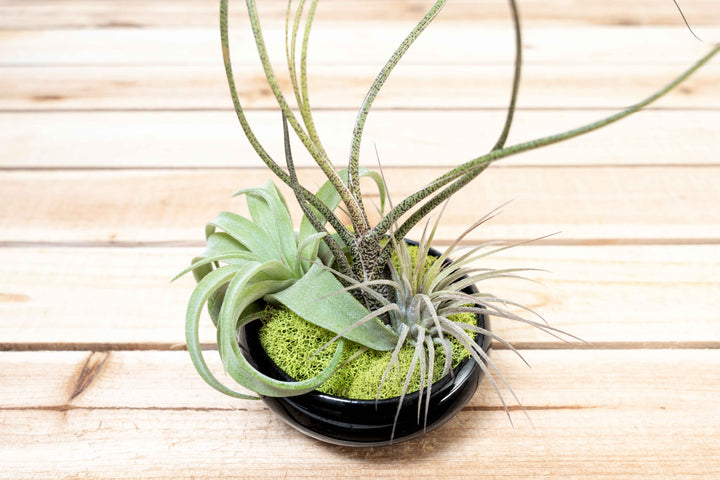 Fully Assembled Tillandsia Air Plant Garden in Black Glazed Dish