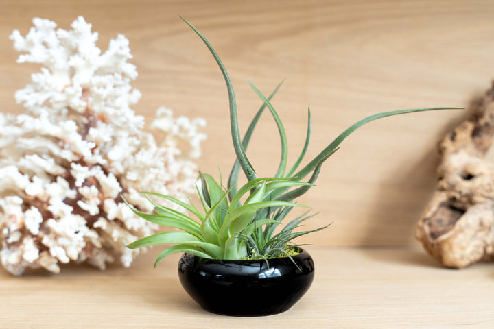 Wholesale: Fully Assembled Tillandsia Air Plant Garden in Black Glazed Dish [Min Order 12]