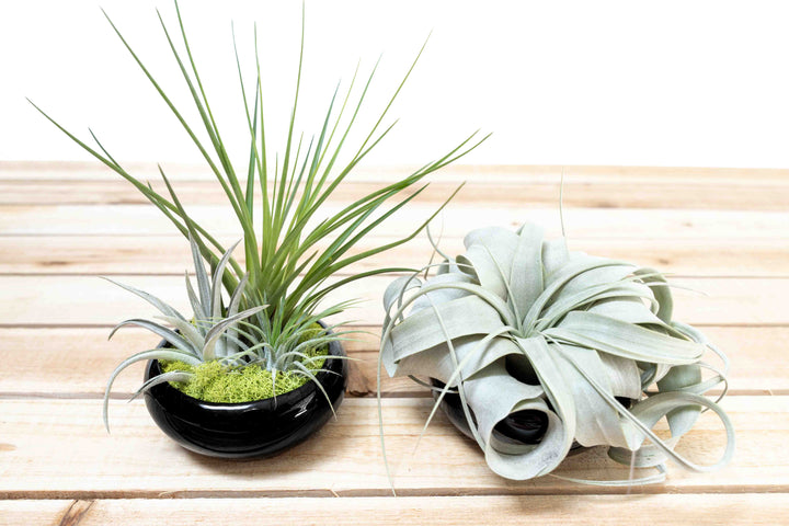 Mini Black Glazed Tillandsia Air Plant Dish