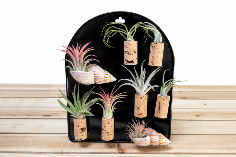 Black Magnetic Retail Display - Perfect for Tillandsia Air Plant Magnets