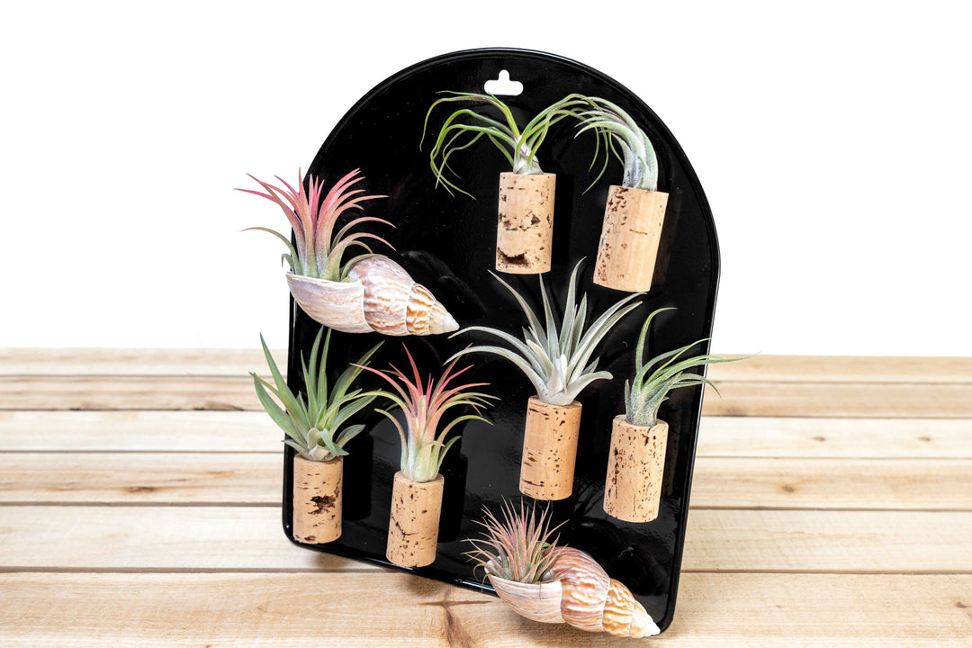 Black Magnetic Retail Display - Perfect for Tillandsia Air Plant Magnets