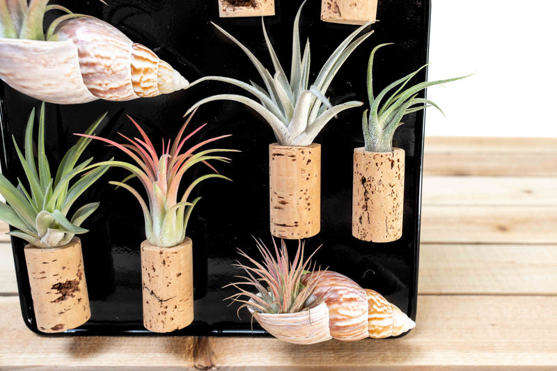 Black Magnetic Retail Display - Perfect for Tillandsia Air Plant Magnets