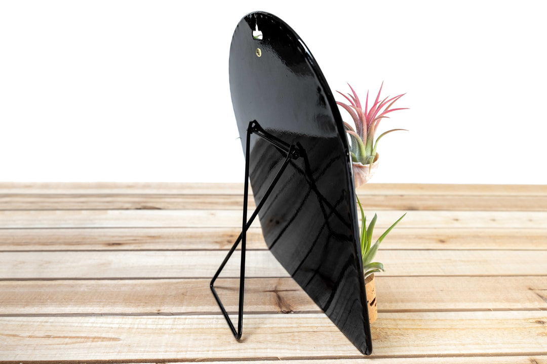 Black Magnetic Retail Display - Perfect for Tillandsia Air Plant Magnets