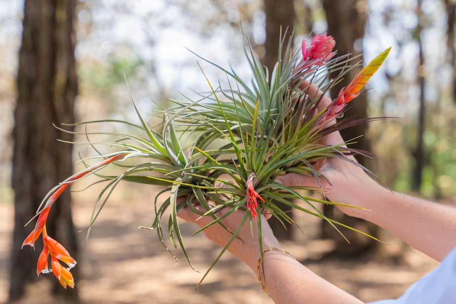 hands holding a variety of blushing and blooming tillandsia air plants
