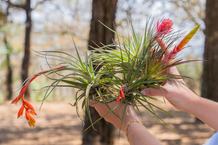 hands holding a variety of blushing and blooming tillandsia air plants