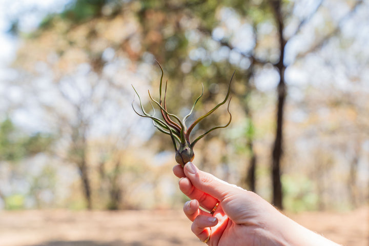 hand holding a blushing tillandsia bulbosa guatemala air plant