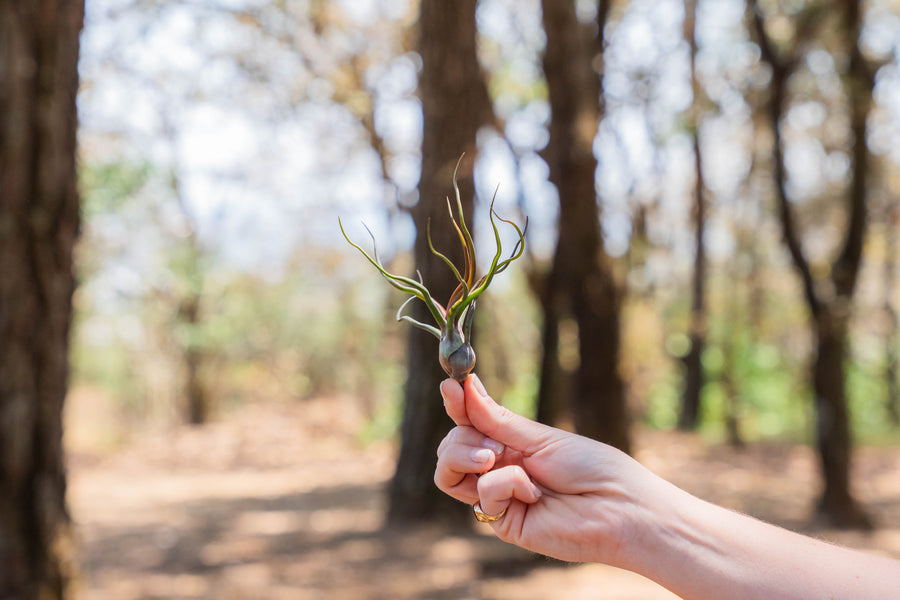 hand holding a tillandsia bulbosa guatemala air plant