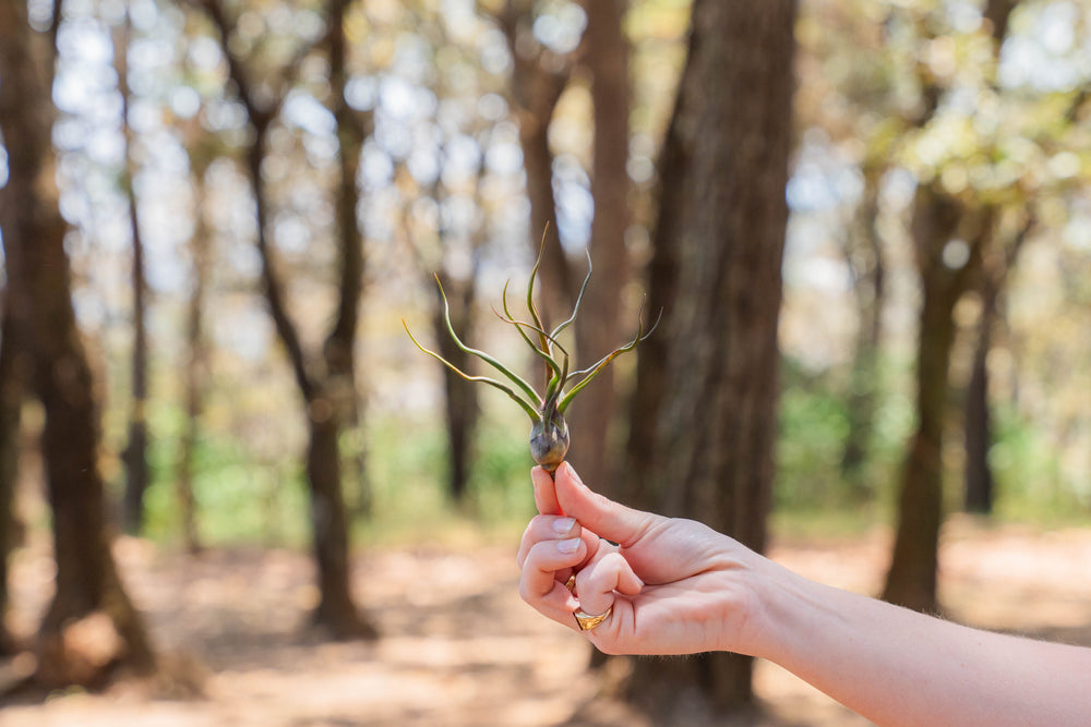 hand holding a tillandsia bulbosa guatemala air plant