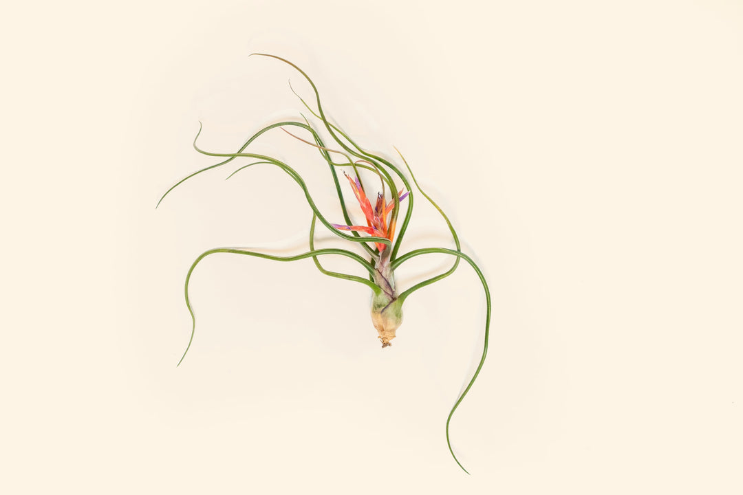 bulbosa belize air plant Wholesale Tillandsia Bulbosa Belize Air Plants – Air Plant Shop