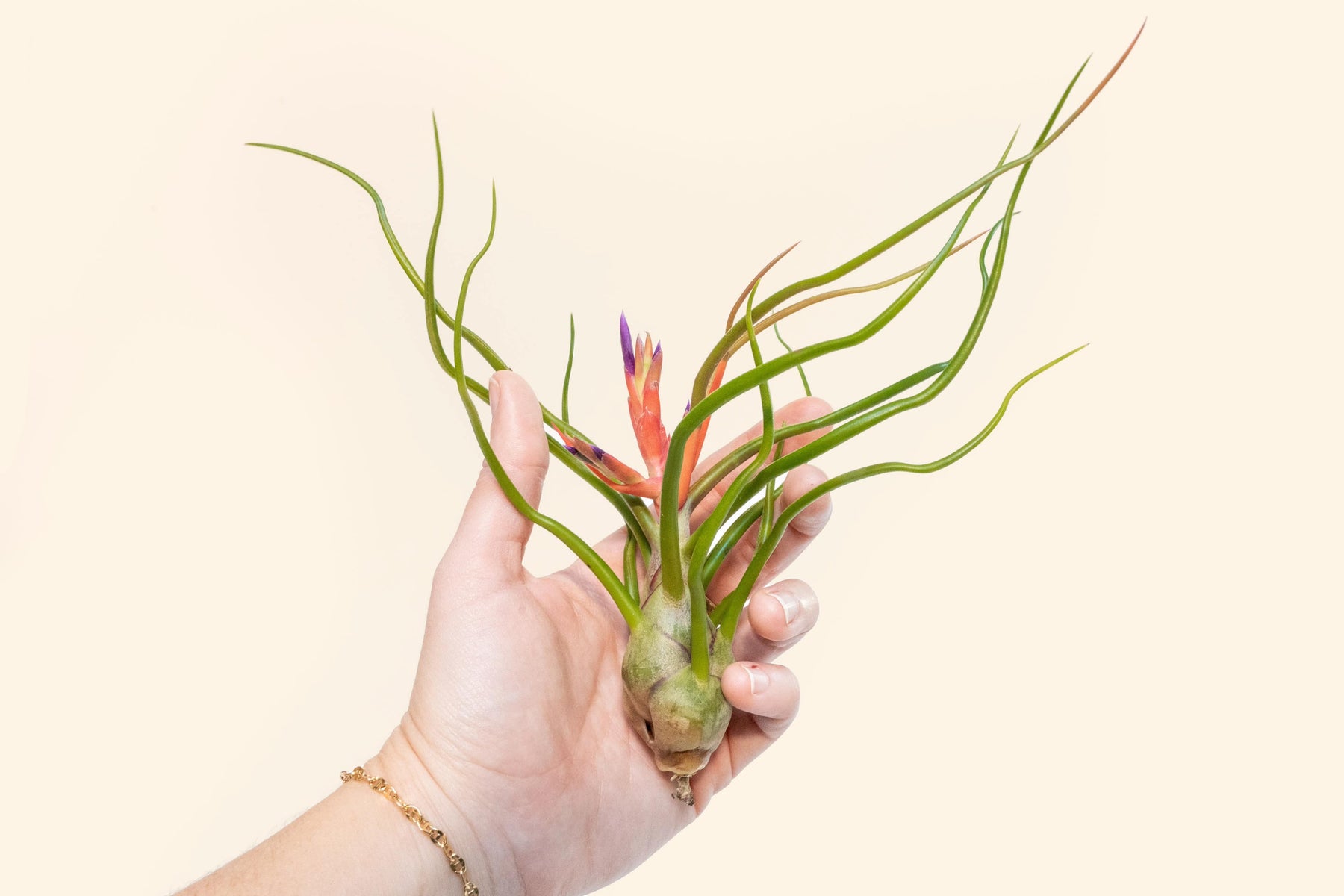 bulbosa belize air plant Tillandsia Bulbosa Belize Air Plants – Air Plant Shop