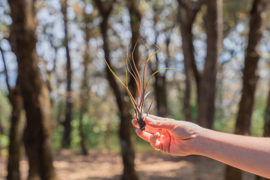 hand holding a blushing tillandsia butzii air plant