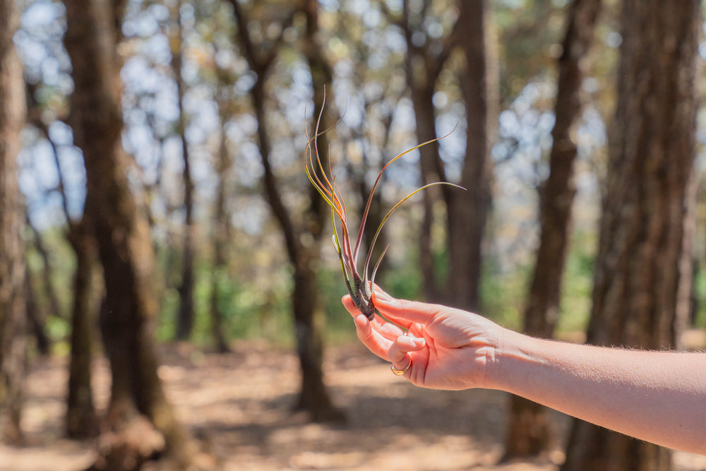 hand holding a blushing tillandsia butzii air plant