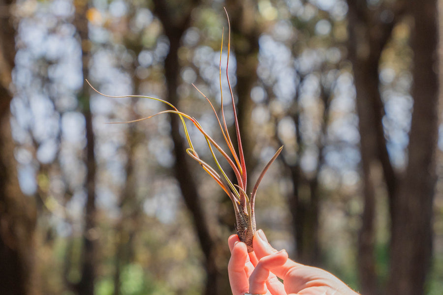 hand holding a blushing tillandsia butzii air plant