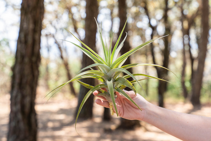 hand holding a tillandsia cacticola air plant