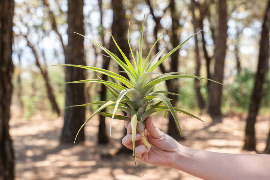 hand holding a tillandsia cacticola air plant