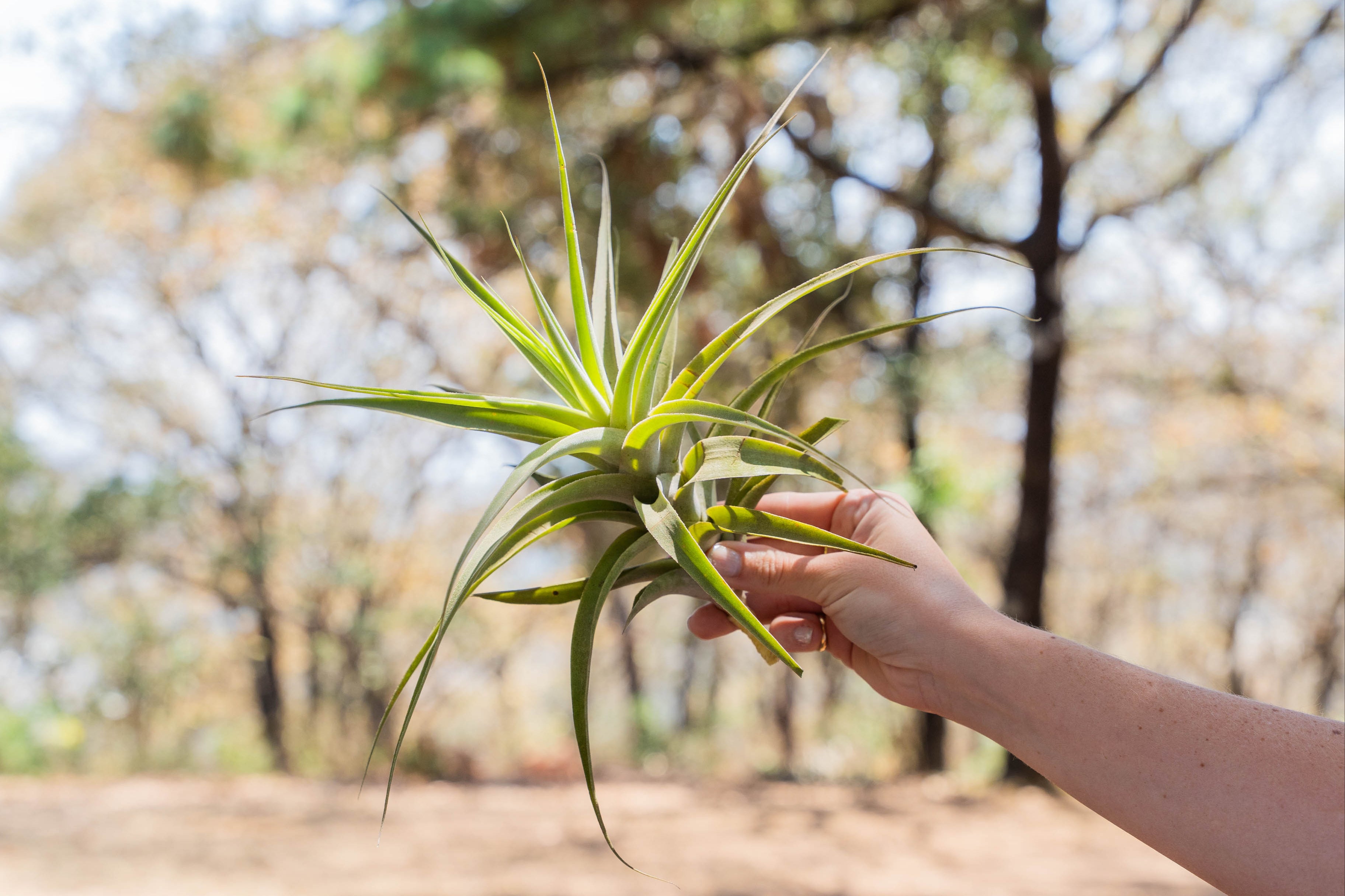 Tillandsia Cacticola Long Form Silver Air Plants – Air Plant Shop
