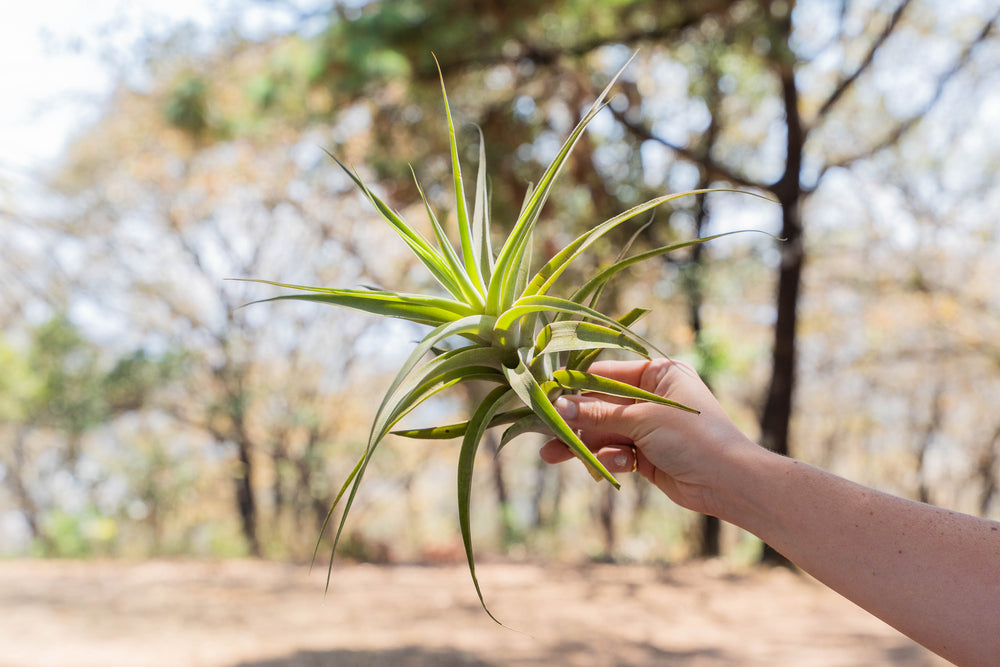 hand holding a tillandsia cacticola air plant