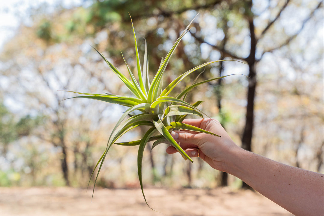 hand holding a tillandsia cacticola air plant
