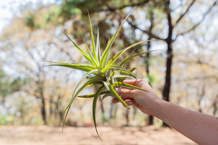 hand holding a tillandsia cacticola air plant