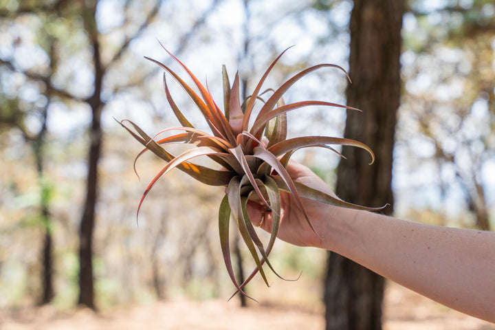 Sale: 45% Off - Large Tillandsia Capitata Peach Air Plants [10 or 20 Pack]