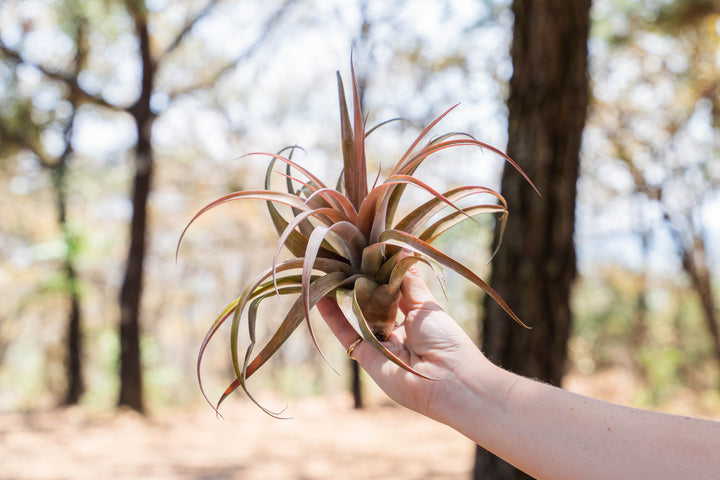 Sale: 45% Off - Large Tillandsia Capitata Peach Air Plants [10 or 20 Pack]