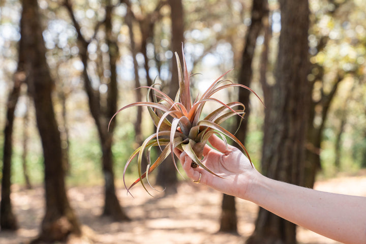 Sale: 45% Off - Large Tillandsia Capitata Peach Air Plants [10 or 20 Pack]