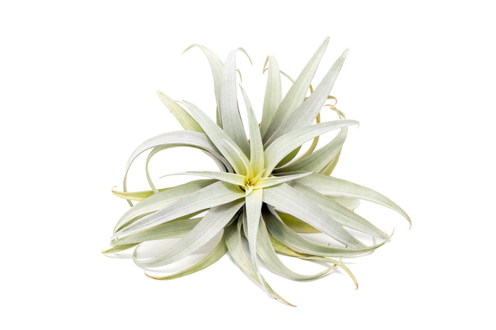 Tillandsia Capitata Yellow Star Air Plants - Limited Quantities [Single Plant]