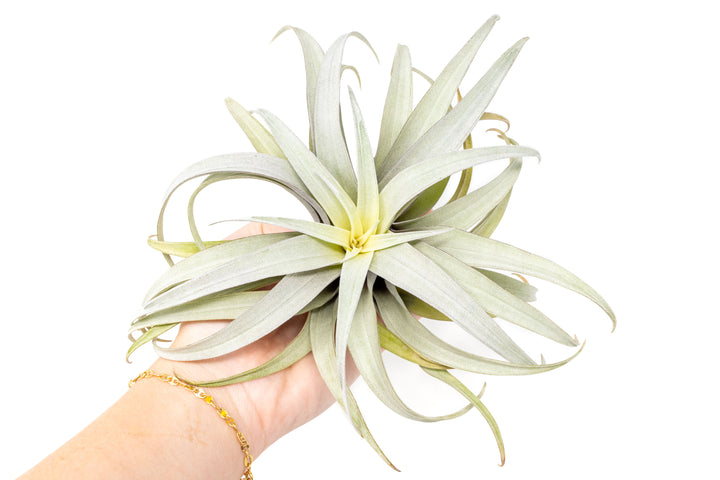 Tillandsia Capitata Yellow Star Air Plants - Limited Quantities [Single Plant]