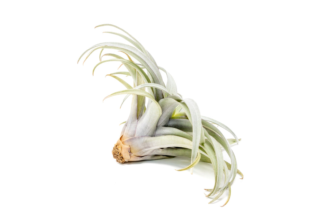 Tillandsia Capitata Yellow Star Air Plants - Limited Quantities [Single Plant]