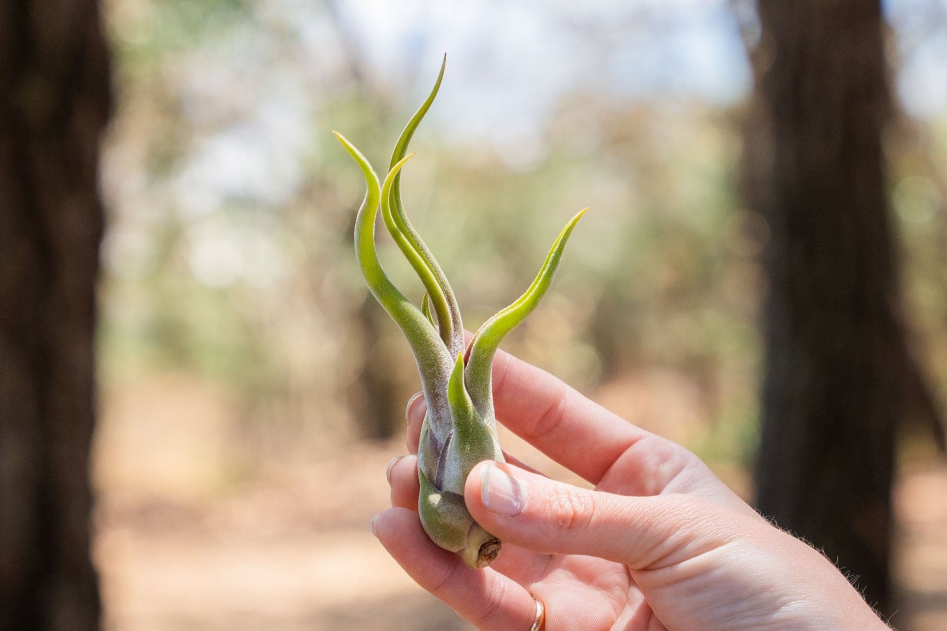 Tillandsia Caput Medusae Air Plants [Single Plant]
