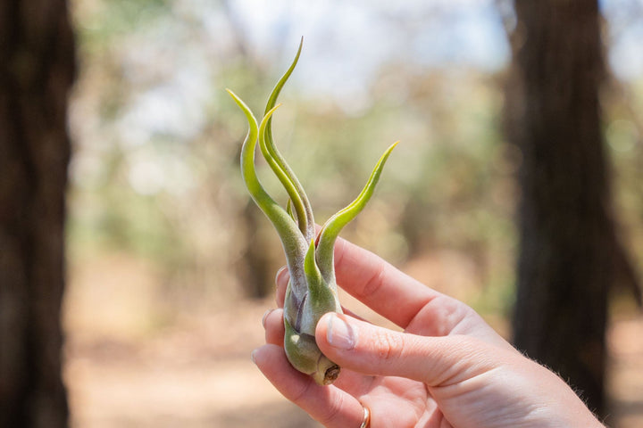 hand holding a small tillandsia caput medusae air plant