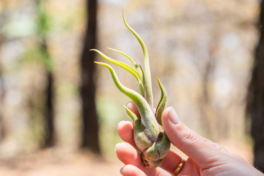 hand holding a small tillandsia caput medusae air plant