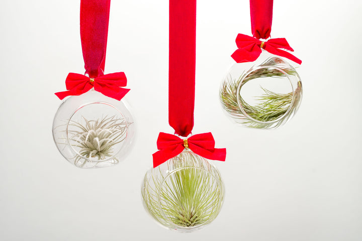 Mini Velvet Bow Terrarium with Tillandsia Air Plant [Set of 3]