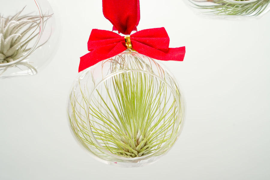 mini flat bottom glass globe terrarium with red bow and tillandsia Andreana air plant