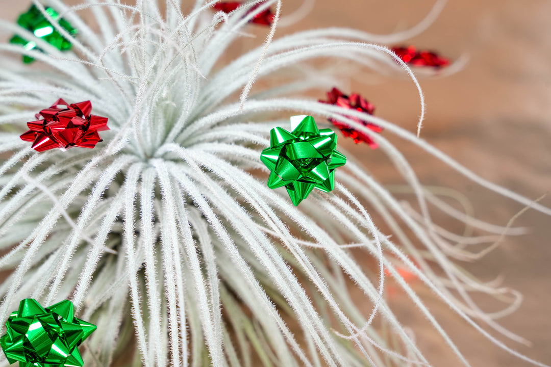 Jumbo Tillandsia Tectorum Ecuador Air Plant - Collector's Variety Tillandsia [Single Plant]