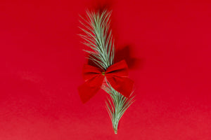 Festive Tillandsia Air Plant