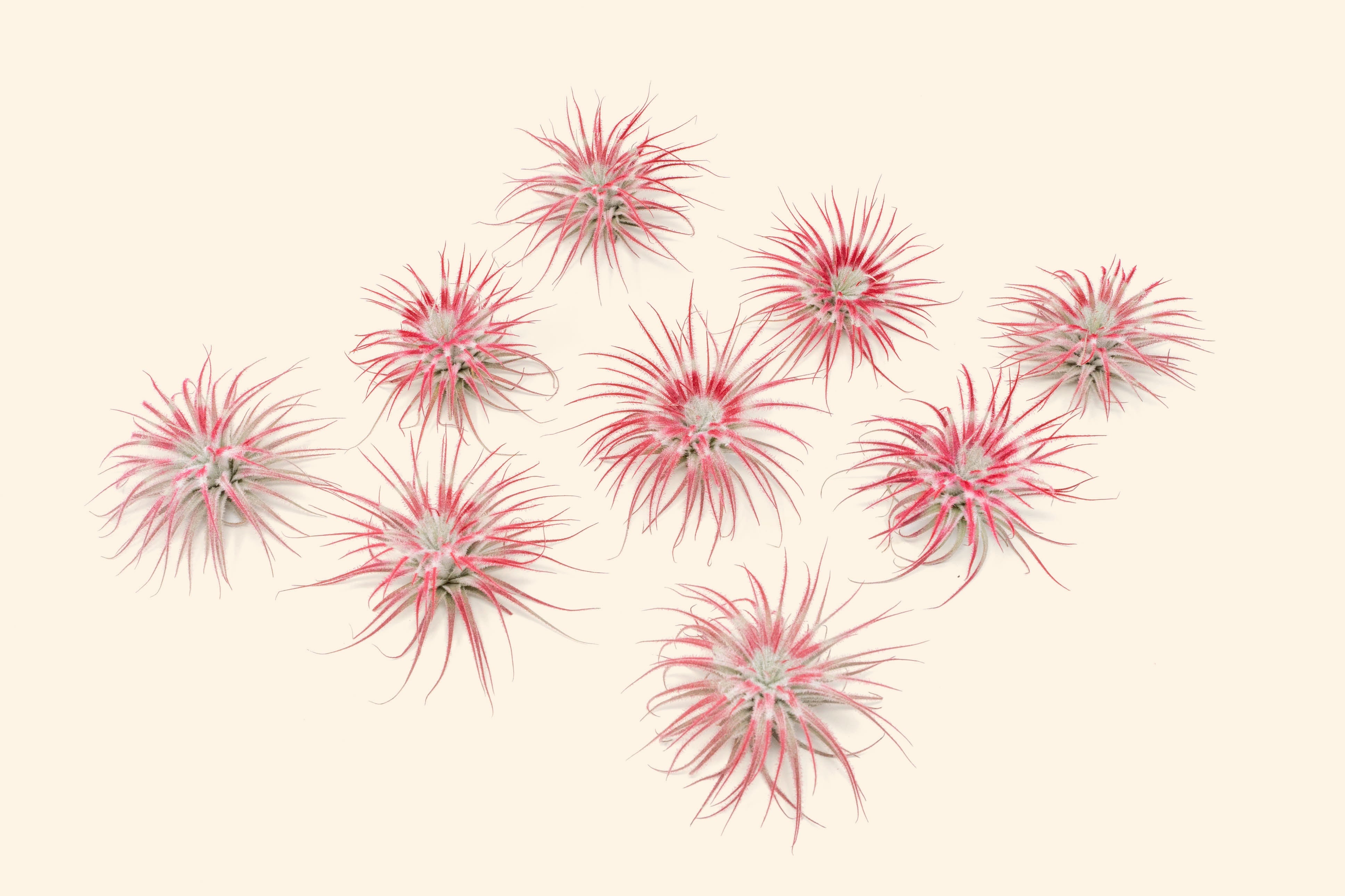 Air Plant Shop Tectorum Ecuador Air Plant