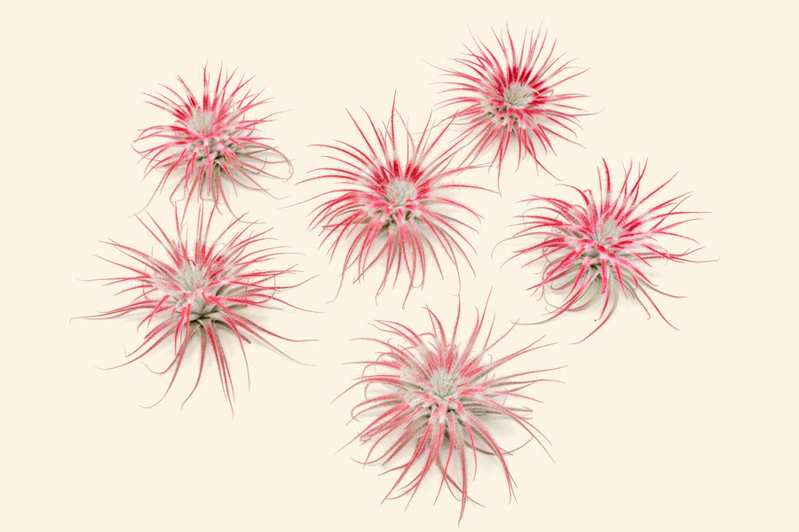 six peppermint inspired red painted tillandsia tectorum air plants