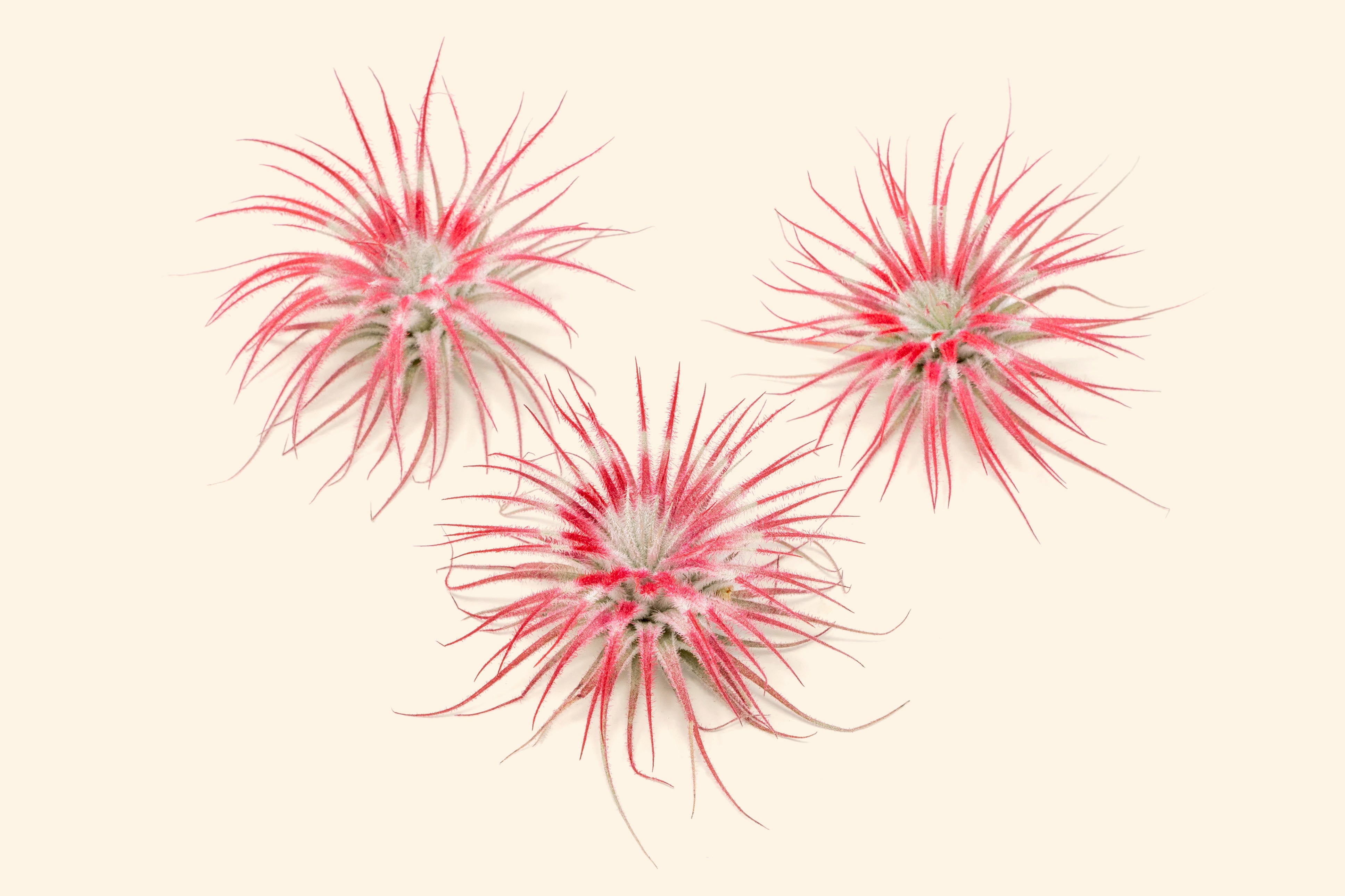 Air Plant Shop Tectorum Ecuador Air Plant - Thumbnail 4