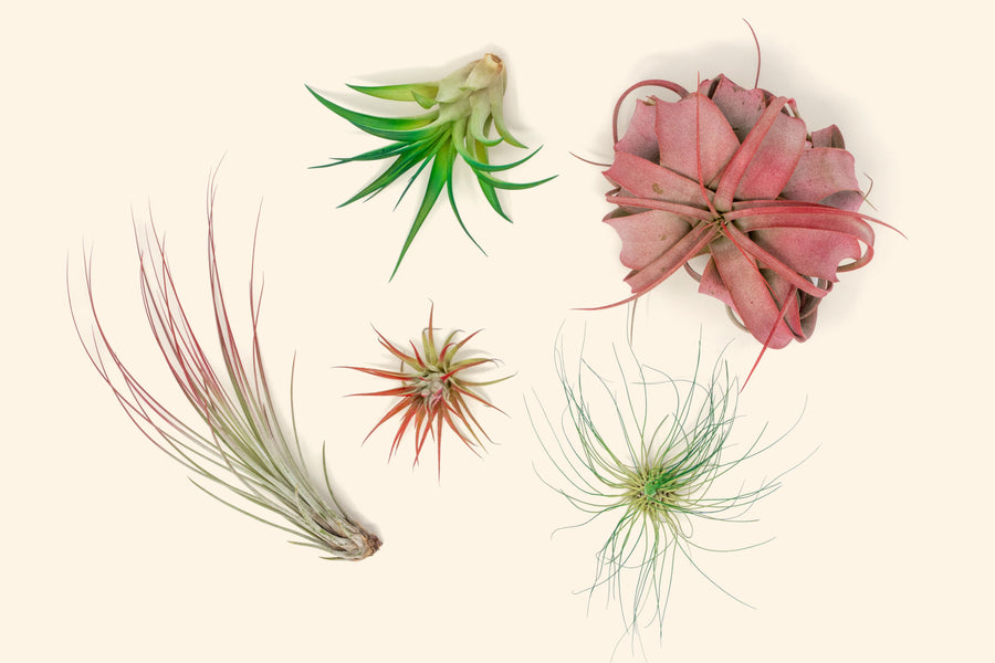 five assorted tillandsia air plants painted red and green