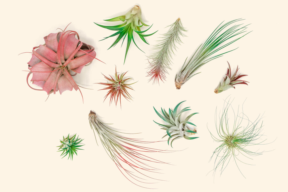 assorted red and green color enhanced tillandsia air plants