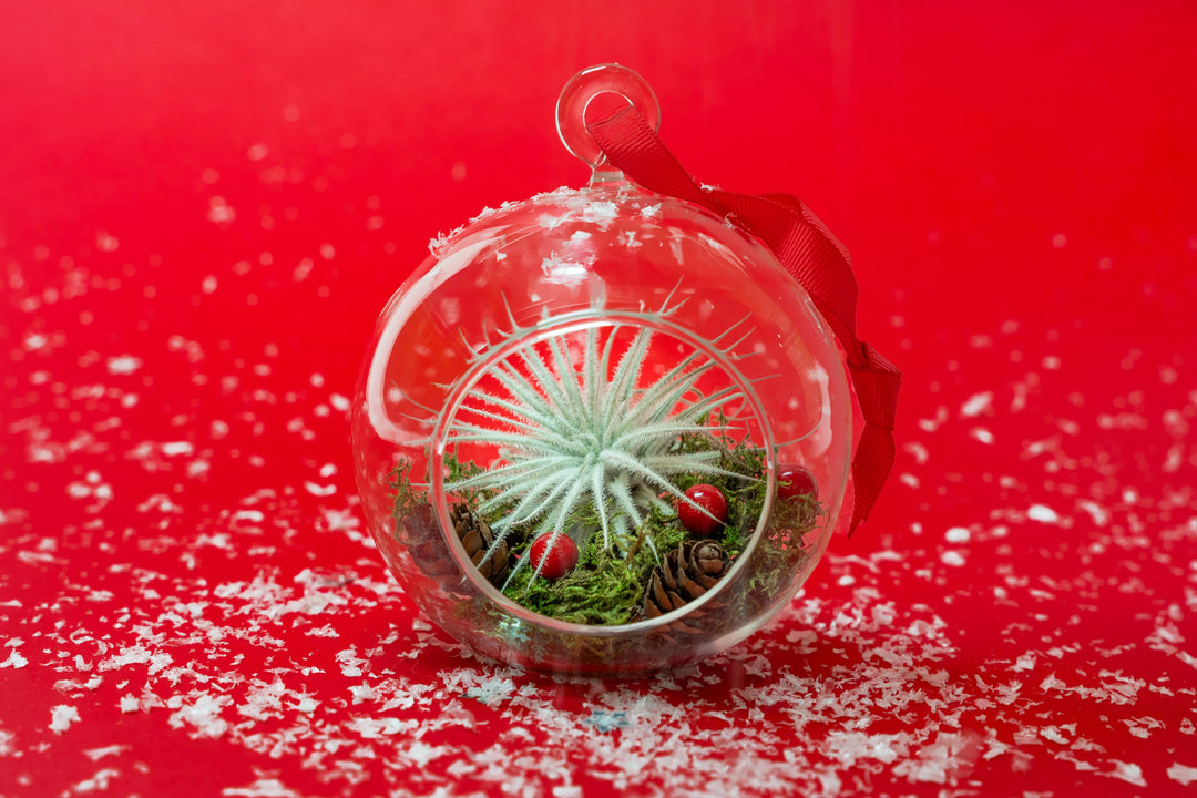 Hanging Festive Forest Tillandsia Air Plant Terrarium with Flat Bottom - Includes Mood Moss, Pinecones, Ribbon & Custom Air Plant