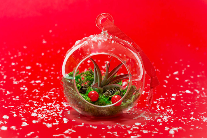 Hanging Festive Forest Tillandsia Air Plant Terrarium with Flat Bottom - Includes Mood Moss, Pinecones, Ribbon & Custom Air Plant