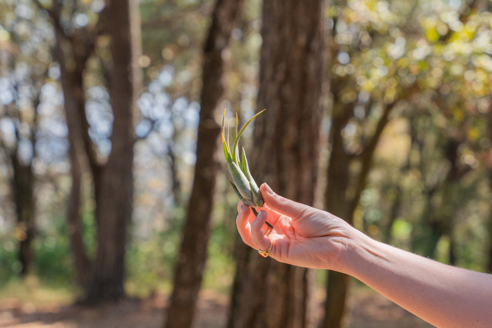 hand holding a tillandsia circinata air plant