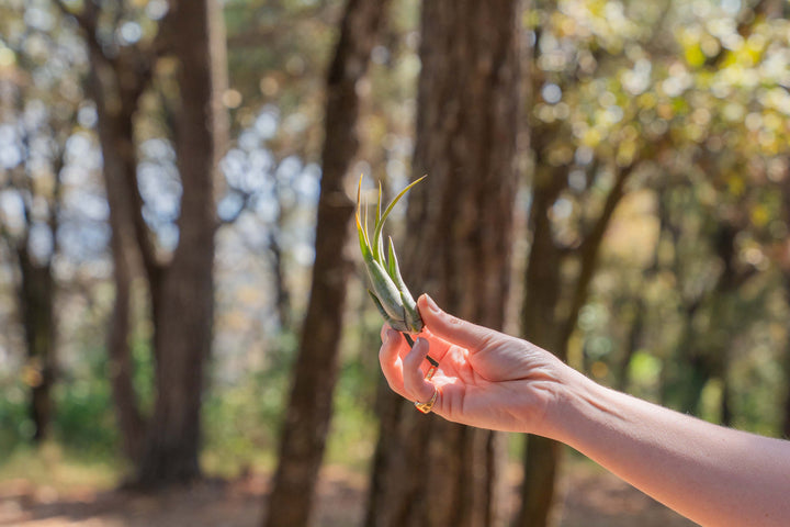 hand holding a tillandsia circinata air plant